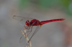 Crocothemis servilia