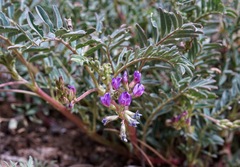 Astragalus allochrous
