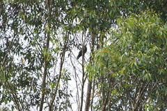 Patagioenas
