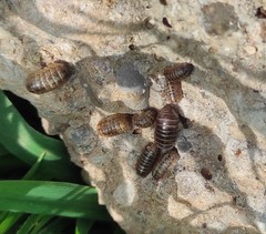 Armadillidium vulgare
