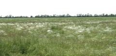 Stipa ucrainica