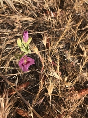 Clarkia speciosa