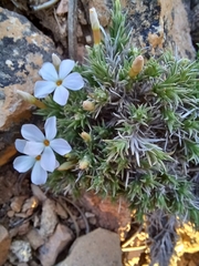 Phlox austromontana