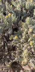 Cylindropuntia whipplei