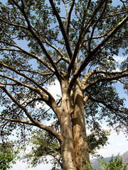 Ficus vasta