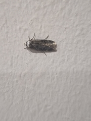 Endrosis sarcitrella