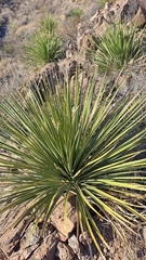 Dasylirion leiophyllum