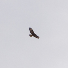 Buteo buteo
