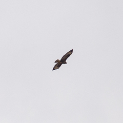 Buteo buteo