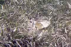 Balistes vetula