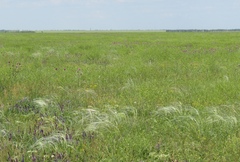Stipa ucrainica