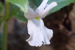 Nemesia silvatica