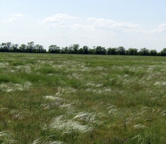 Stipa ucrainica