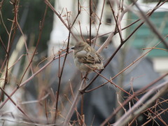 Passer domesticus