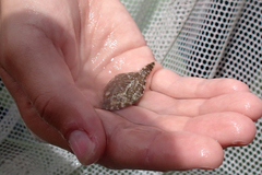 Monacanthus ciliatus