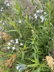 Amsonia palmeri