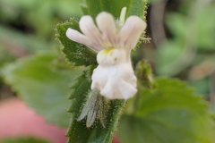 Nemesia silvatica