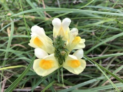Linaria vulgaris