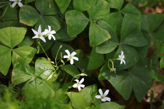 Oxalis triangularis