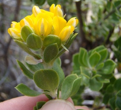 Aspalathus securifolia