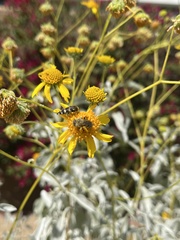 Acmaeodera tuta