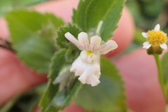 Nemesia silvatica