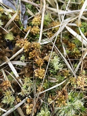Sphagnum denticulatum