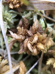 Sphagnum denticulatum