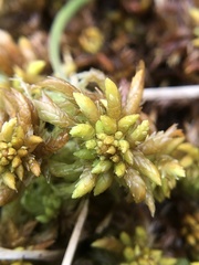 Sphagnum denticulatum
