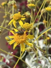 Acmaeodera tuta