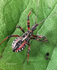 Rhynocoris cuspidatus