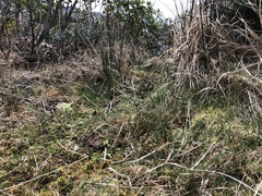 Sphagnum denticulatum