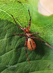Rhynocoris cuspidatus