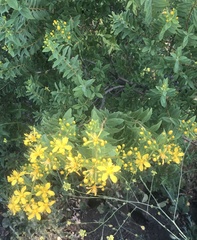 Hypericum canariense