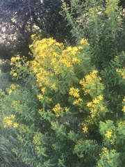 Hypericum canariense