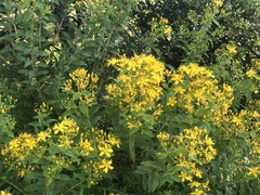 Hypericum canariense
