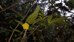 Capsicum geminifolium