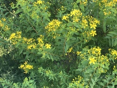 Hypericum canariense