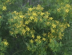Hypericum canariense