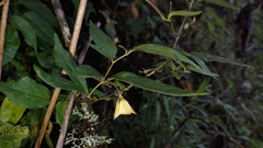 Capsicum geminifolium