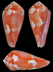 Conus pertusus