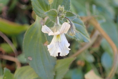 Nemesia silvatica
