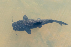 Steindachneridion melanodermatum