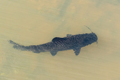 Steindachneridion melanodermatum