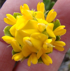 Aspalathus securifolia