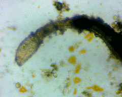 Draconematidae