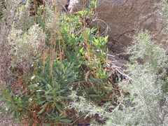 Bupleurum gibraltaricum