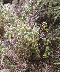 Pseudodictamnus hirsutus