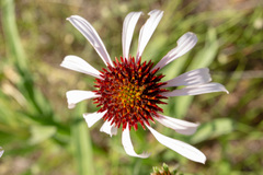 Echinacea angustifolia