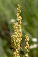 Rumex hastatulus
